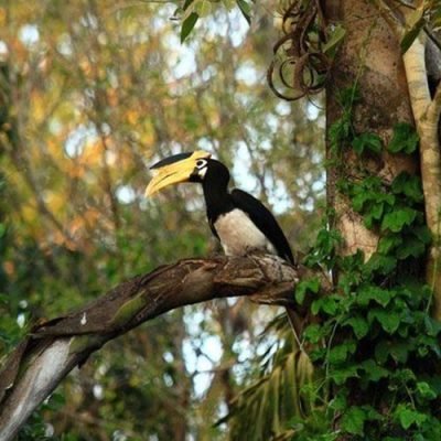 dandeli-bird-watching
