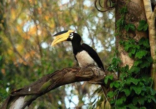dandeli-bird-watching